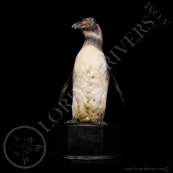manchot-du-cap-taxidermie-lords-of-river