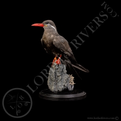 inca-tern-taxidermy-lords-of-rivers
