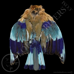 indian-roller-prenium-full-skin-lords-of