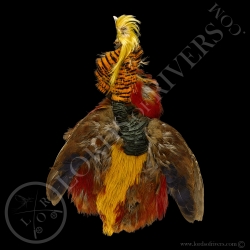 golden-pheasant-with-head-without-tail-f