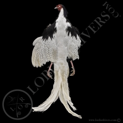 silver-pheasant-full-skin-lords-of-river