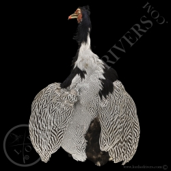 silver-pheasant-without-tail-full-skin-l