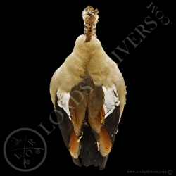 egyptian-goose-full-skin-lords-of-rivers
