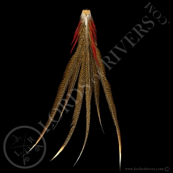 golden-pheasant-tails-premium-lords-of-r