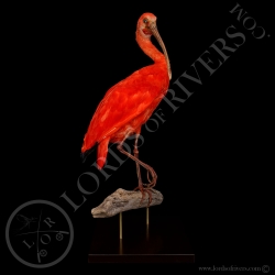 ibis-rouge-taxidermie-lords-of-rivers