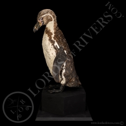 humboldt-penguin-taxidermy-lords-of-rive