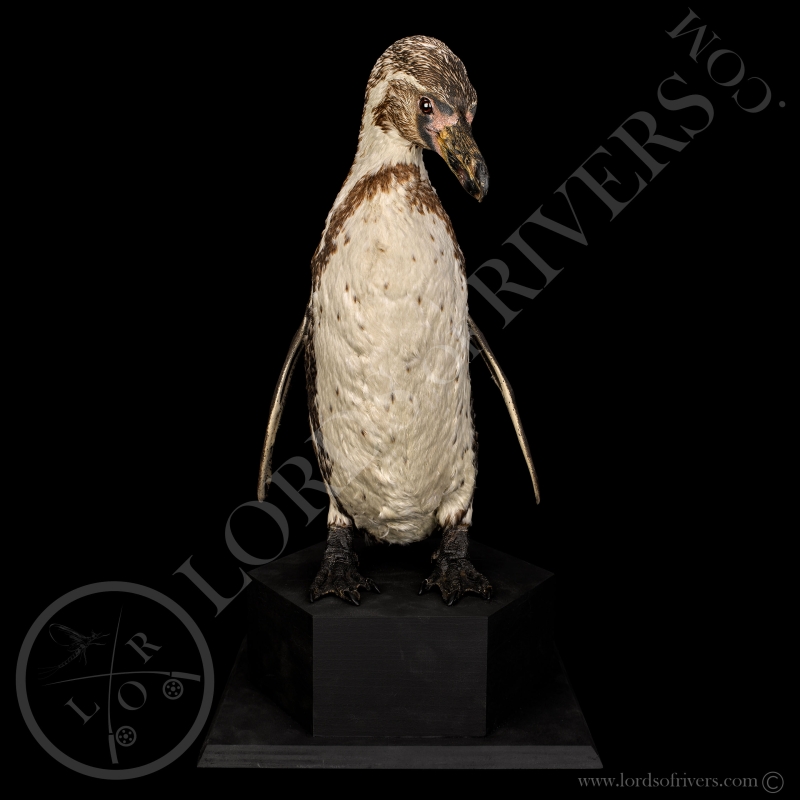 Humboldt Penguin Taxidermy Lords Of Rivers