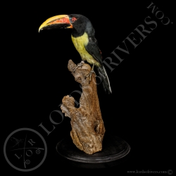 green-aracari-taxidermy-lords-of-rivers