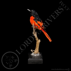 orange-minivet-taxidermy-lords-of-rivers