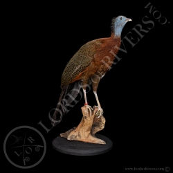 great-argus-female-taxidermy-lords-of-ri