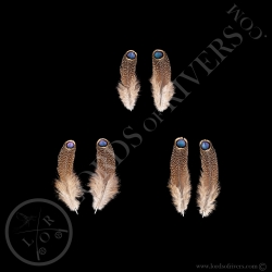 paired-single-eyed-feather-germain-s-pea