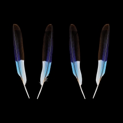 lilac-breasted-roller-paired-wing-cover-
