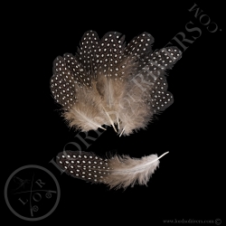 vulturine-guineafowl-batch-of-lilac-body