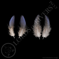 pintade-vulturine-paire-de-plumes-bleu-s