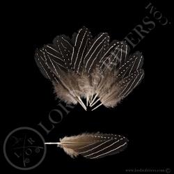 vulturine-guineafowl-small-wing-cover-ba