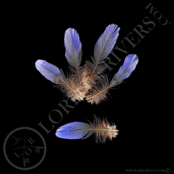 irene-bleu-fairy-bluebird-lot-de-plumes-