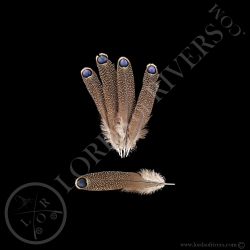 single-eyed-feathers-germain-s-peacock-p