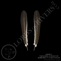 argus-pheasant-secondary-wing-paired-19-