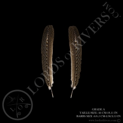 argus-pheasant-secondary-wing-paired-15-