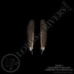 argus-pheasant-secondary-wing-paired-11-