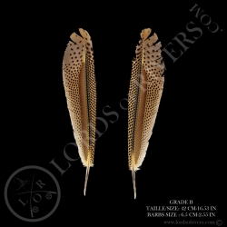 argus-pheasant-primary-wing-paired-15-78