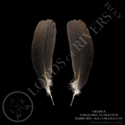 argus-pheasant-side-tails-feathers-paire