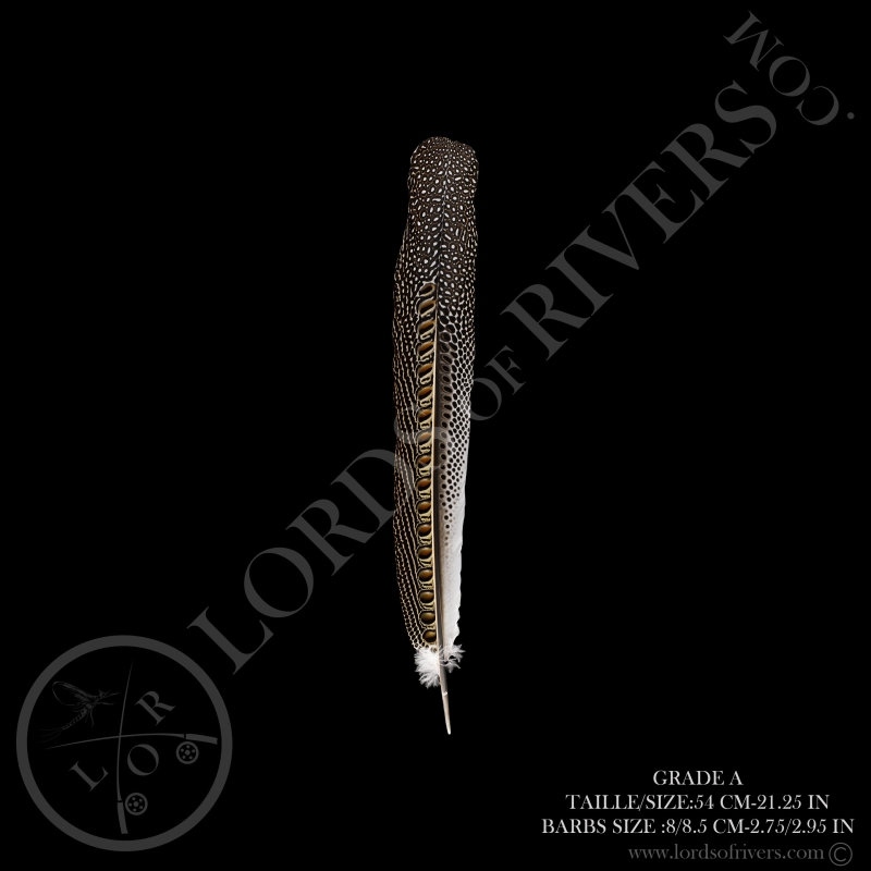 Argus Pheasant Secondary Wing 19.68/23.62 in Lords Of Rivers