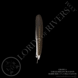 argus-pheasant-secondary-wing-15-74-19-6