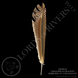 argus-pheasant-primary-wing-15-78-19-68-
