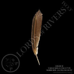 argus-pheasant-primary-wing-11-81-15-74-