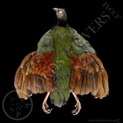 crested-partridge-female-full-skin-lords