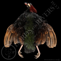 crested-partridge-male-full-skin-lords-o