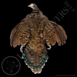 germain-s-peacock-pheasant-femele-lords-