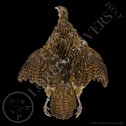 satyr-tragopan-female-full-skin-lords-of