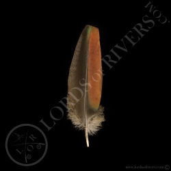 cover-wing-feathers-ocellated-turkey-lor