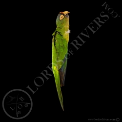 conure-couronnee-taxidermie-modiste-lord