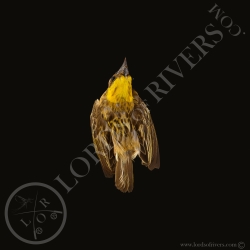 tisserin-baya-taxidermie-modiste-lords-o