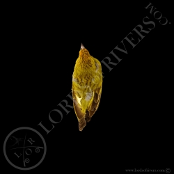 sicale-jaune-taxidermie-modiste-lords-of