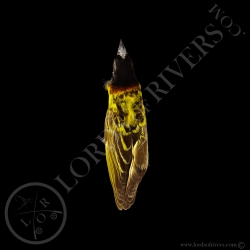 black-headed-weaver-full-skin-taxidermy-