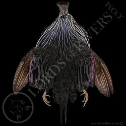 guinea-vulturine-full-skin-lords-of-rive