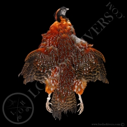 satyr-tragopan-full-skin-lords-of-rivers