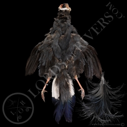 blue-eared-pheasant-full-skin-lords-of-r