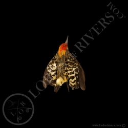 grey-and-buff-woodpecker-full-skin-taxid