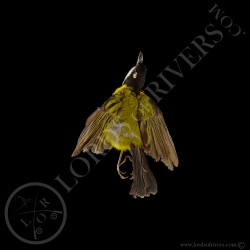 australian-golden-whistler-full-skin-tax