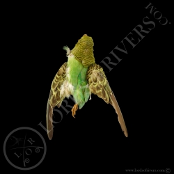 budgerigar-full-skin-taxidermy-milliner-