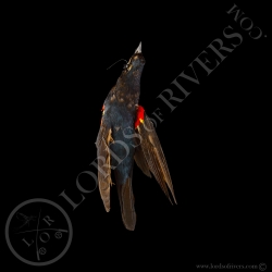 red-winged-blackbird-full-skin-taxidermy