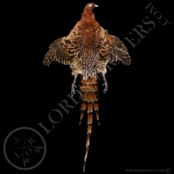 scintillating-cooper-pheasant-full-skin-