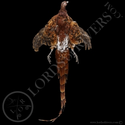 ijima-s-copper-pheasant-full-skin-lords-