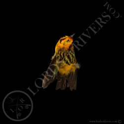 golden-tanager-full-skin-taxidermy-milli