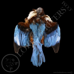 white-throated-kingfisher-premium-full-s